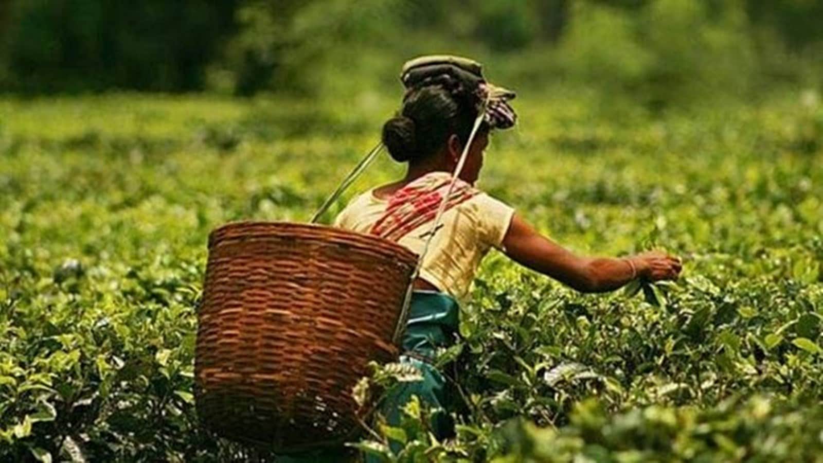 भारत की चाय निर्यात में 2.85% की वृद्धि, FY 2024-25 में आंकड़ा पहुंचा 257.88 मिलियन किलोग्राम