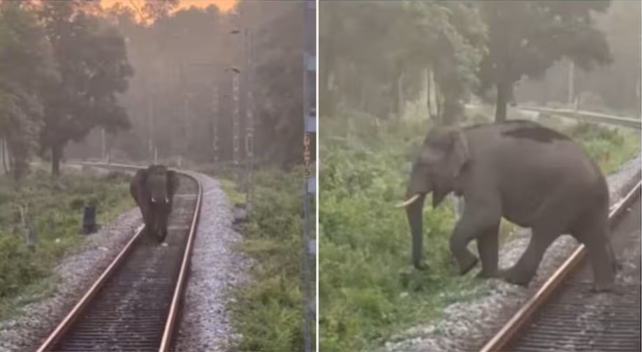 उत्तर बंगाल में रेलवे स्टाफ की सतर्कता से बची हाथियों की जान, बड़ा हादसा टला