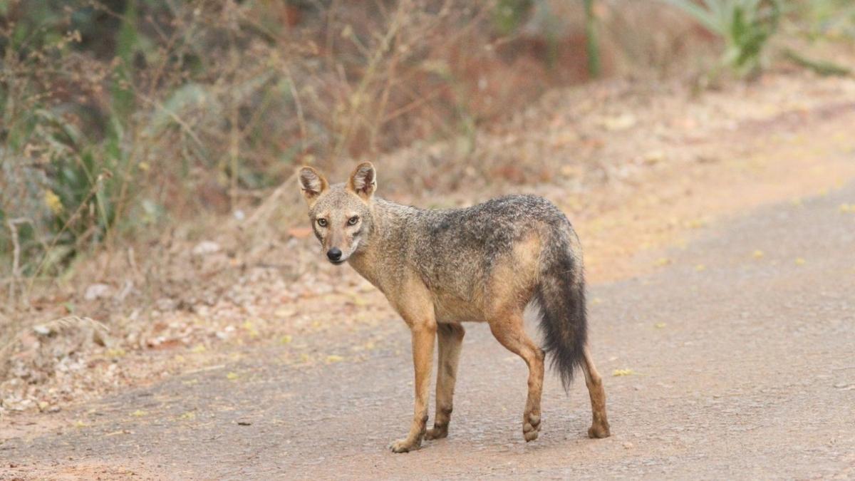 केरल के कन्नूर में सुनहरी सियार का हमला, छह लोग घायल; दहशत में ग्रामीण