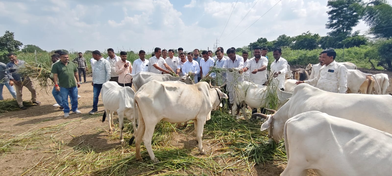 सांसद दुष्यंत सिंह का जन्म दिवस कार्यकर्ताओं ने गौशाला में मनाया, गौ सेवा व सामाजिक संदेश के साथ मनाई गई खुशियाँ