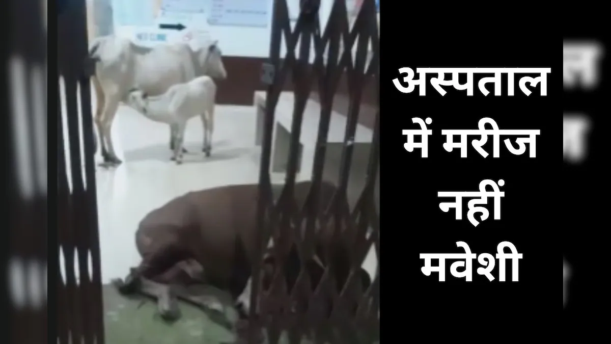 सीधी के सामुदायिक स्वास्थ्य केंद्र में मवेशियों का जमावड़ा, मरीजों की जगह भटकते हैं आवारा पशु