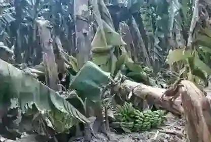 फतेहपुर: केला उत्पादक किसानों की हालत गंभीर, खेतों में पके फल सड़ने लगे