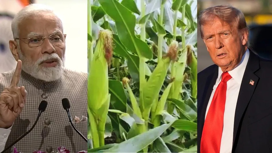भारत-अमेरिका ट्रेड डील पर सवाल: आखिर भारत क्यों नहीं खरीद रहा अमेरिका का मक्का?