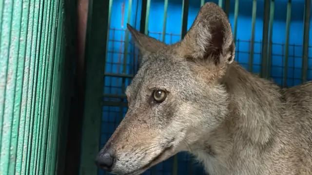 बहराइच में एक और भेड़िया ढेर, वन विभाग की कार्रवाई से खत्म हुआ आतंक — एक महीने में छह की मौत और 29 लोग घायल