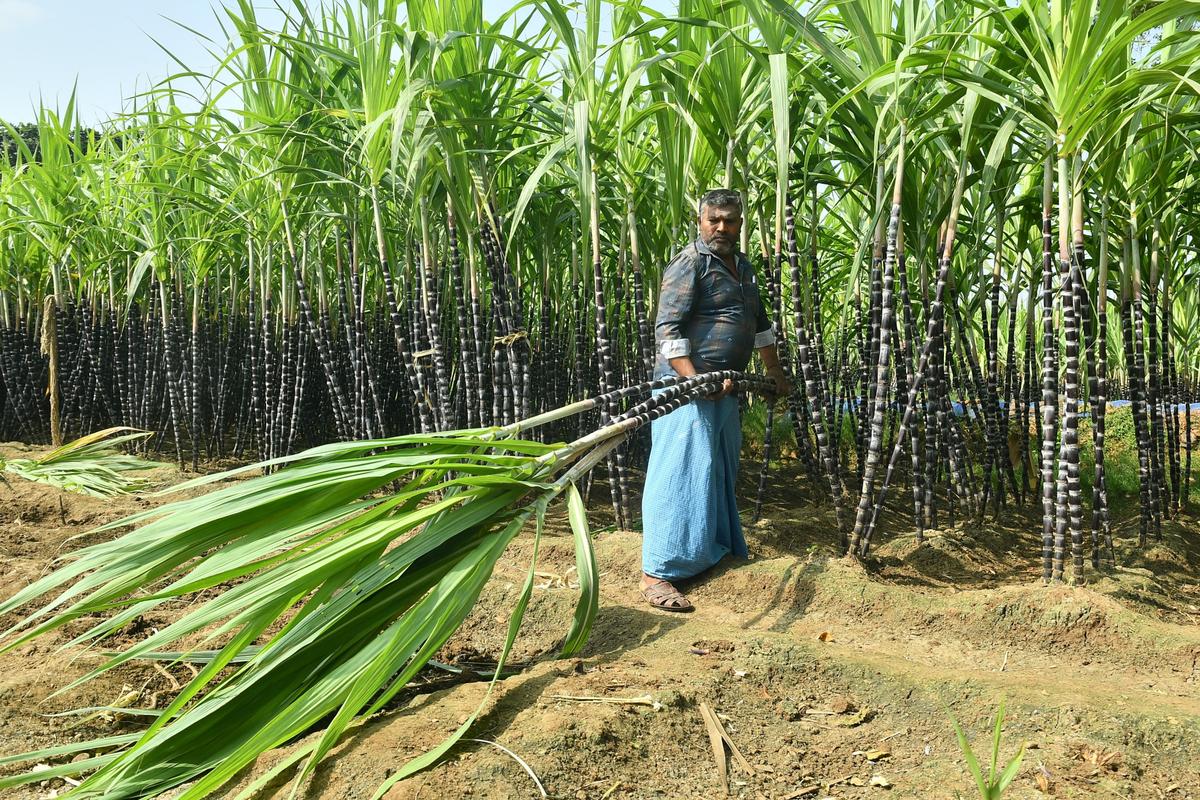 गन्ने के किसानों के लिए खुशखबरी: 2025-26 सीजन के लिए SAP में 30 रुपये प्रति क्विंटल की रिकॉर्ड बढ़ोतरी, 2017 के बाद सबसे बड़ी वृद्धि