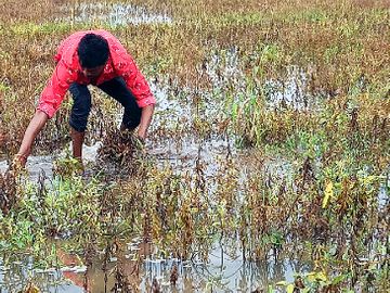 बुंदेलखंड में मोंथा तूफान का कहर, किसानों की मेहनत पर पानी फेर गया
