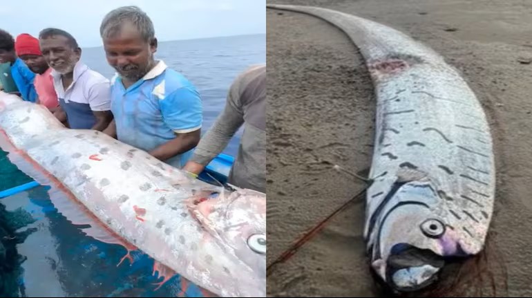 तमिलनाडु में मिली ‘Doomsday Fish’: रहस्यमयी मछली से डरे लोग, जानें क्यों माना जाता है इसे प्रलय का संकेत
