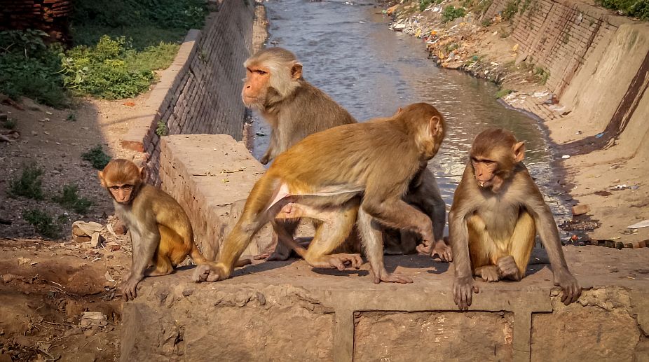 जालोर में बंदरों की रहस्यमयी मौत, पोस्टमार्टम से खुल सकता है मामला