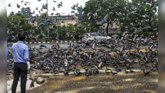 दादर कबूतरखाना बंद होने के विरोध में जैन साधु ने रखा उपवास, शहर में शुरू हुआ विरोध प्रदर्शन