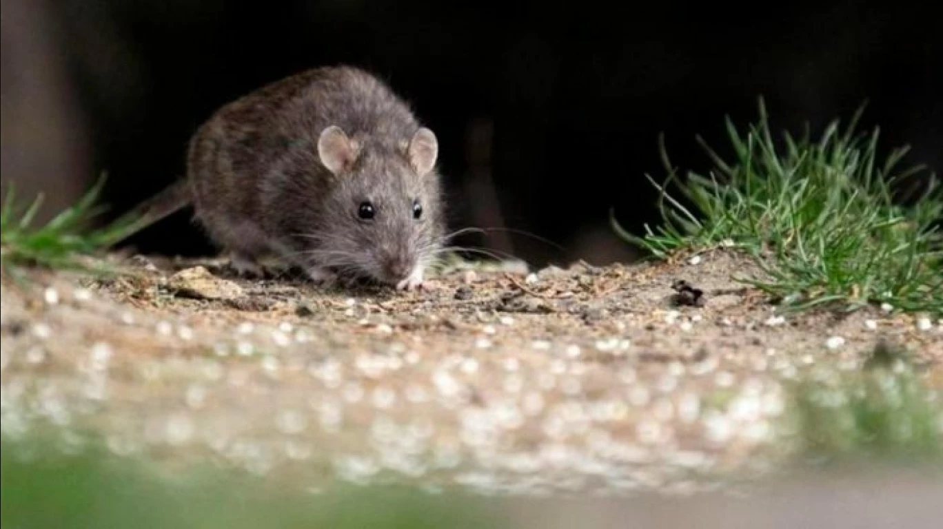 मुंबई: वेलनेस फॉरएवर ने क्रूर गोंद जाल (Glue Traps) की बिक्री पर लगाई रोक, एक्टिविस्ट्स की मांग पर लिया फैसला