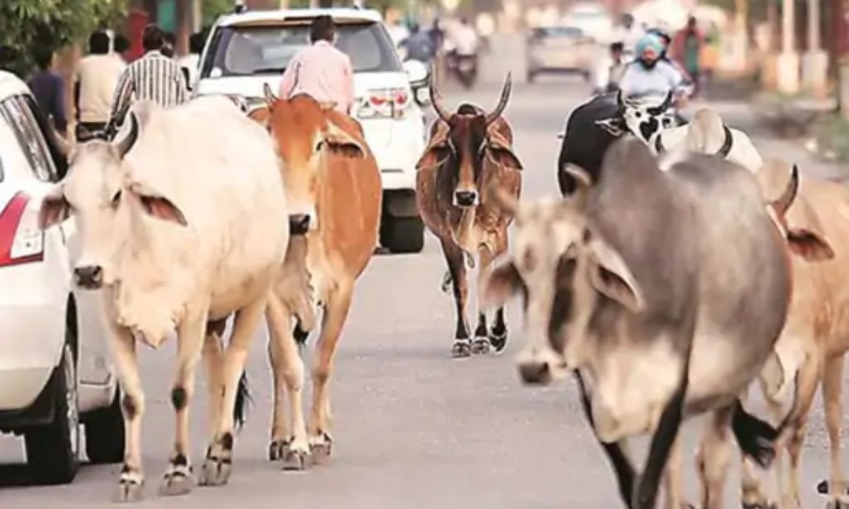 छत्तीसगढ़ में आवारा पशुओं पर लगेगी लगाम, रायपुर समेत सभी शहरों में एक महीने तक चलेगा विशेष अभियान