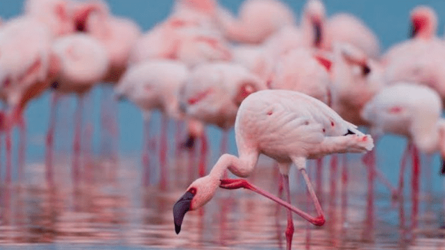 मुंबई शहर में लौटा पिंक सीज़न: वेटलैंड्स में 300 से अधिक फ्लैमिंगो दिखाई दिए, बर्डवॉचर्स में उत्साह