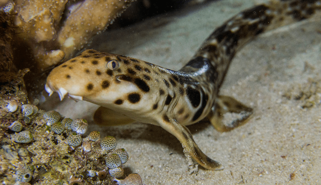 Epaulette Shark : अद्भुत अनुकूलन क्षमता, समुद्री पारिस्थितिकी में महत्व