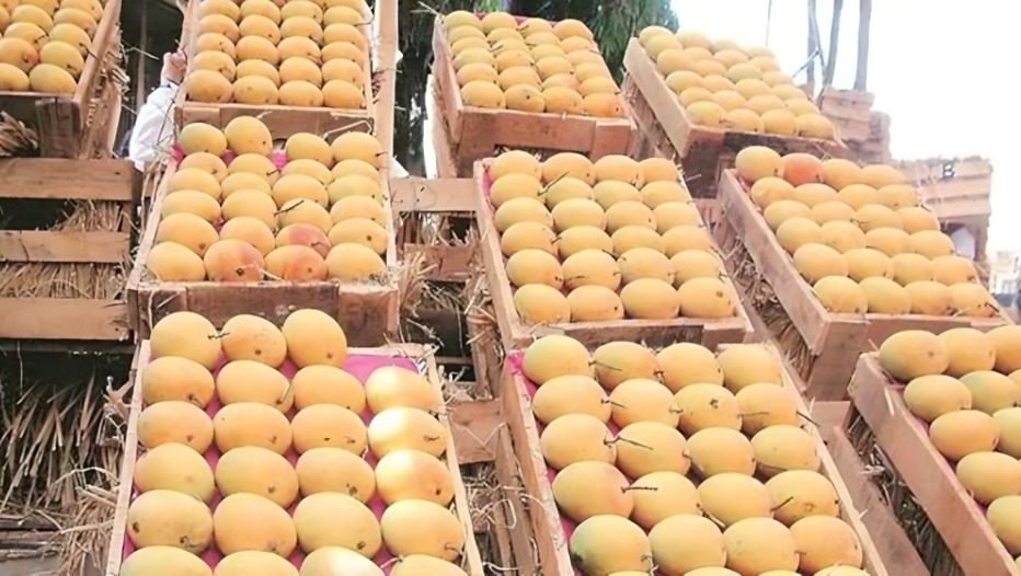 गुड़ी पड़वा से पहले आम बाजार में तेजी; 10 हजार पेटियों की आवक, ₹2 हजार से ₹8 हजार तक भाव