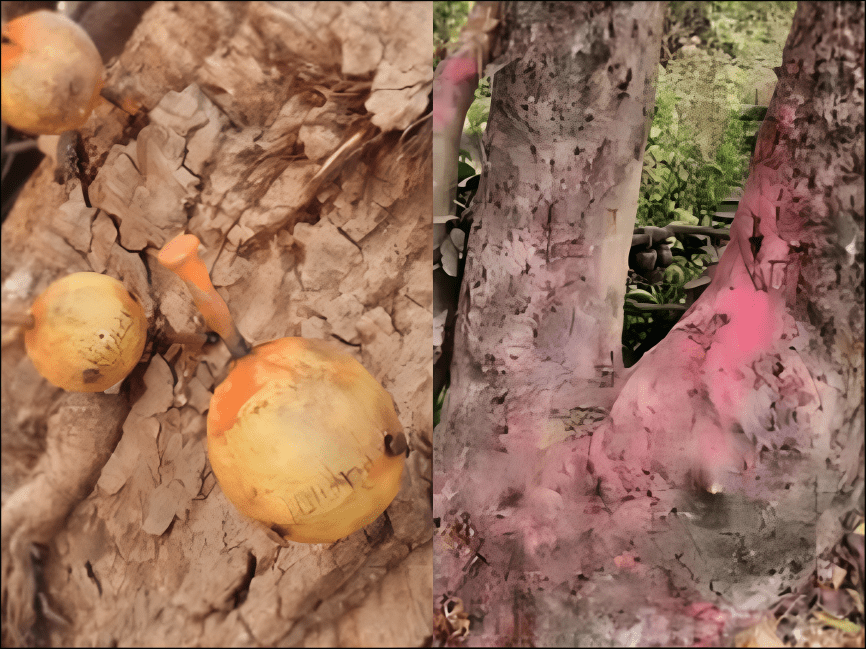 चौंकाने वाला मामला! Nashik के तपोवन में अघोरी हरकत; पेड़ों में ठोके कील, लटकाई काली गुड़िया